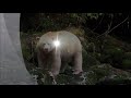 Spirit bear / Kermode bear catching and eating salmon