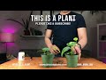 monstera adansonii | How to Propagate?