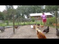 What to feed your chickens so they lay eggs year round.