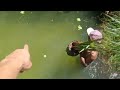Stocking Our GIANT OUTDOOR POND With Plants, Fish, & Other Animals | Vlog #1669