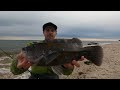 Tatuog fishing from shore (Long Island Sound NY) shallow water blackfish