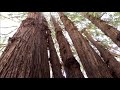 Some Cool Facts About Coast Redwoods
