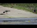 Ostrygojady część 2 / Oystercatchers part 2