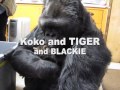 Koko's Kittens (an empathic journey)