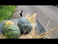 Harvesting watermelons with cats