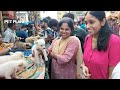 Dog market in kolkata | Galiff Street Pet Market | Recent Dog Puppy Price Update | kolkata