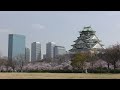 大阪城公園の桜（2022年）