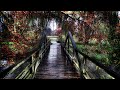 RAIN IN THE WOODS SLEEP SOUNDS - Nature's White Noise For Relaxation, Studying Or Sleep