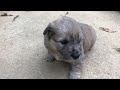 Abandoned puppies cry for their mother after we rescued