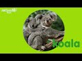 Guess the 8 Popular Animals【short ver.】｜ABC Kids Quiz