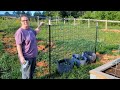 Bean and Cucumber trellis: T post, goat panel, field fence, and a BIG T post driver