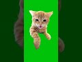 funny memes kucing oyen lucu green screen #greenscreen #funny #viral #cat