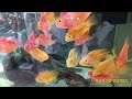 Siliguri Kanchenjunga Stadium Fish Shop Update | Siliguri wholesale Price Aquarium Shop