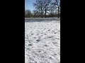 Cash the dog making snow angles April 2016