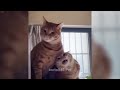 😂 You Laugh You Lose Dogs And Cats 😻 Funny Cats Videos 🐱