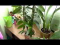 How to water Dendrobium Nobile orchids - Tips for healthy orchids