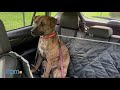 Which Car Seat Cover for Dogs is the BEST? (We Tested Them All) | TTPM Pet Reviews