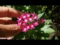 How To Grow Pentas Flower Plant From Seeds With Complete A to Z Care Tips #PentasFromSeeds