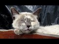 2 HOURS - Relaxing Lullaby for Cat and Kitten