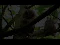 Young Tawny Owls in Blackpool Stanley Park