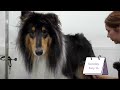 The Elite Family Dog | Beautiful Rough Collie