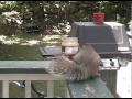 A Day in the Life of a Frustrated Squirrel