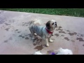 Shih Tzu Playing In A Swimming Pool (Part 2)