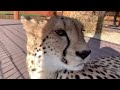 The cheetah follows me around. Gerda and the first cold