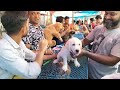 Galiff Street Pet Market Kolkata | dog market in kolkata | pet planet | Gallif street kolkata | Dog