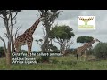 Only the strong survive in this jungle|Rhinos, Elephants and Giraffes| Wildlife|Africa| Uganda