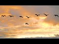 Beautiful Relaxing Music, Peaceful Soothing music 