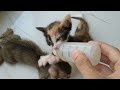 Hungry Orphan Kitten Claiming The Milk Bottle He Got Some Eye Infection Too