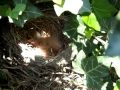 Baby Birds 20-May-2012