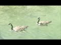 Baby Geese Out For A Swim