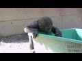ゴリラ『キンタロウの1年』総集編④💗[Kyoto City Zoo] Gorilla 