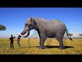 How Big Do African Elephants Get?