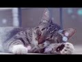 Cat Music - Sounds that Cats Love, Harp Music and Water Sounds