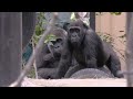 Mom, show the baby and 💗 brother Gentaro looks into it [Kyoto City Zoo]