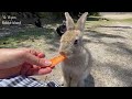 [Rabbit Island, JAPAN] Too Cute!! 700 wild rabbits🐰🐇| Japan Trip | Hiroshima okunoshima | 大久野島 うさぎ島