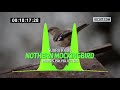 Suara Burung Nothern Mockingbird - Nothern Mockingbird Bird Sound