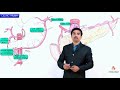 Anatomy of Celiac trunk / Celiac artery  - Origin , Course , Branches , Vascular supply