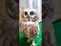 Tootsie, the Most Adorable Saw-whet Owl!