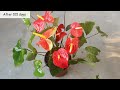 Anthurium not blooming? Copy my recipe & get more flowers EASILY