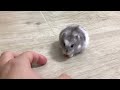 我的倉鼠🐹石雲（2）My Hamster Ham Ham(2)