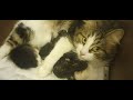 Molly's Two Day Old Kittens #jenericatz #siberianforestcat #crookstonminnesota