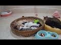 Try Not To Laugh😻🐶Funniest Cats and Dogs 2024 😍👋