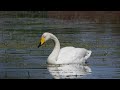 Rozgadane łabędzie krzykliwe / Talkative  Whooper Swans