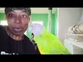 Saturday With A Senegal |  Jasper the Senegal Parrot says 