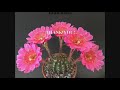 How to Make a Cactus Bloom (ABUNDANTLY) | Cactus Collection