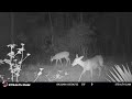Trail Cam Video - NICE BUCK FLORIDA - Green Swamp East WMA - Hunting Public Land - 2022